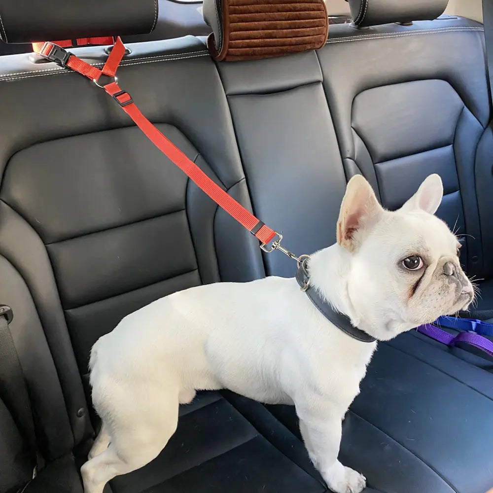 Travel Dog Seatbelts